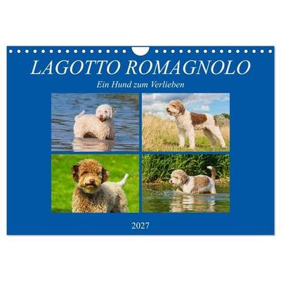 Lagotto Romagnolo - Ein Hund zum Verlieben (Wandkalender 2027 DIN A4 quer), CALVENDO Monatskalender