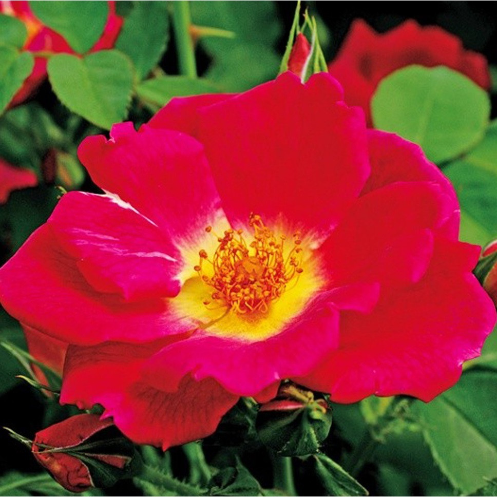 Kordes Nektar Roos Rosa Weg Der Sinne