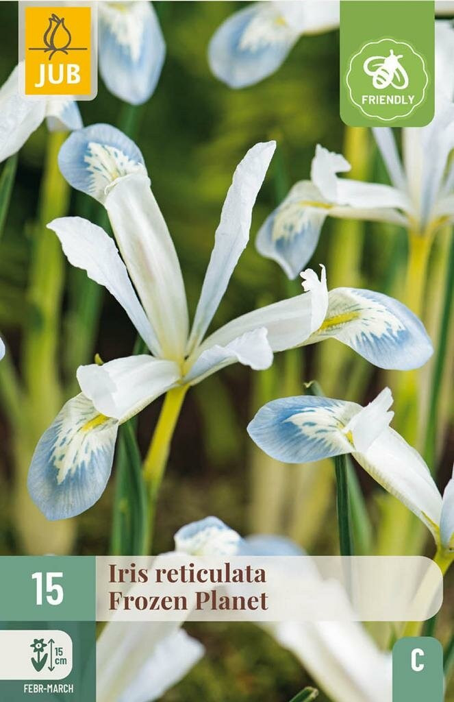 JUB Iris reticulata Frozen Planet 15 bloembollen