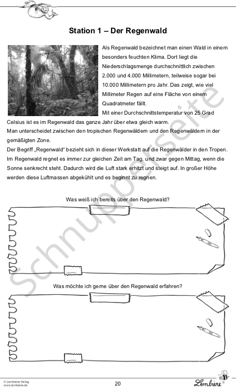Lernbiene Der Regenwald