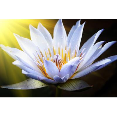 Fototapete PAPERMOON "Lotus Flower", bunt, B:4m L:2,6m, Vlies, Tapeten