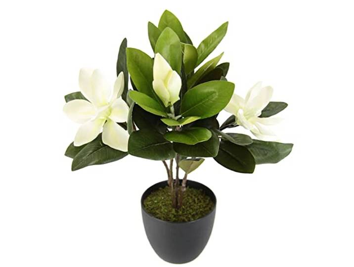 Magnolienbusch im Topf künstlich Blumen Deko Frühling Seidenblumen Raumdeko Magnolie Magnolienbaum Kunstpflanze Kunstblumen Kunstbaum Blume Zimmerpflanze Blüten Frühjahrsdeko Frühjahrsblüher Pflanze