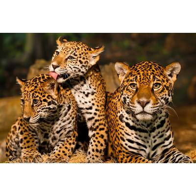 Papermoon "Leoparden Familie"