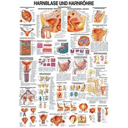 anat. Lehrtafel: Harnblase und Harnröhre 70 x 100 cm, Papier