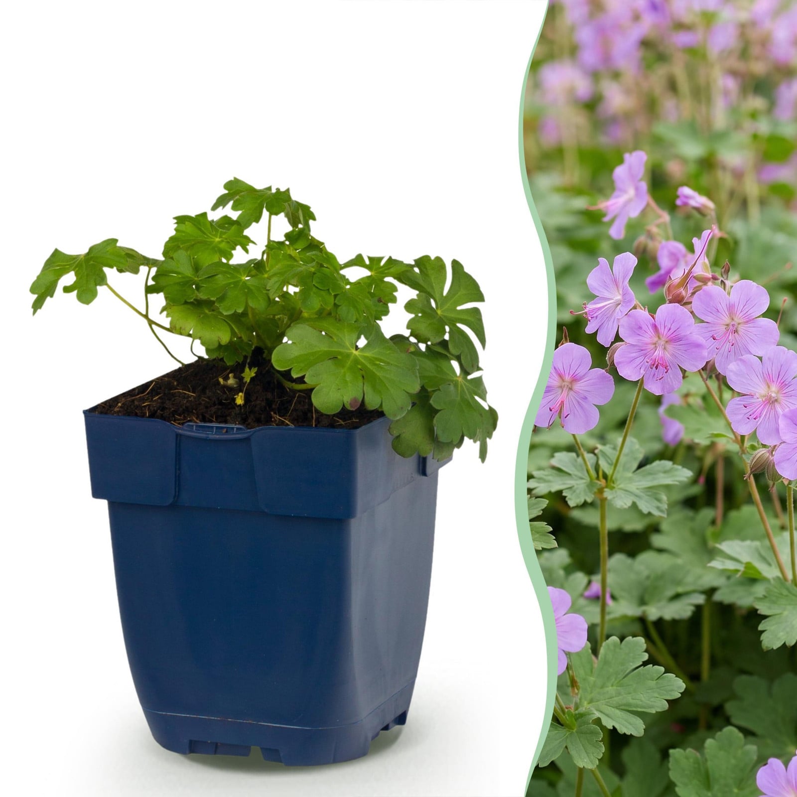 Geranium macrorrhizum Czakor Ooievaarsbek Paars-Roze Bodembedekkend 24 stuks Pflanzenboutique