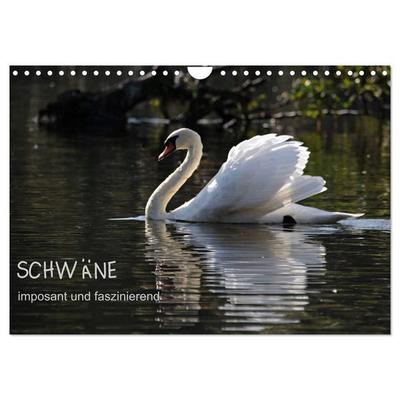 Schwäne - imposant und faszinierend (Wandkalender 2027 DIN A4 quer), CALVENDO Monatskalender