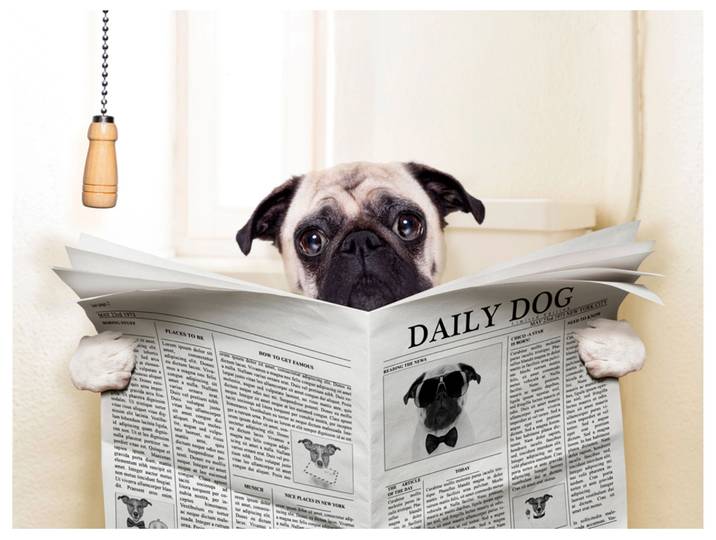 Alubild Mops mit Zeitung image LAND