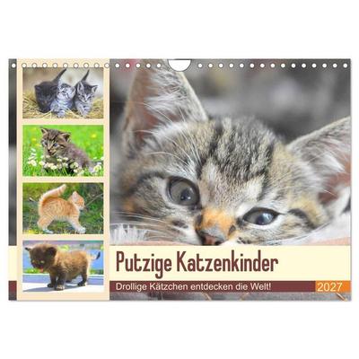 Putzige Katzenkinder. Drollige Kätzchen entdecken die Welt! (Wandkalender 2027 DIN A4 quer), CALVENDO Monatskalender