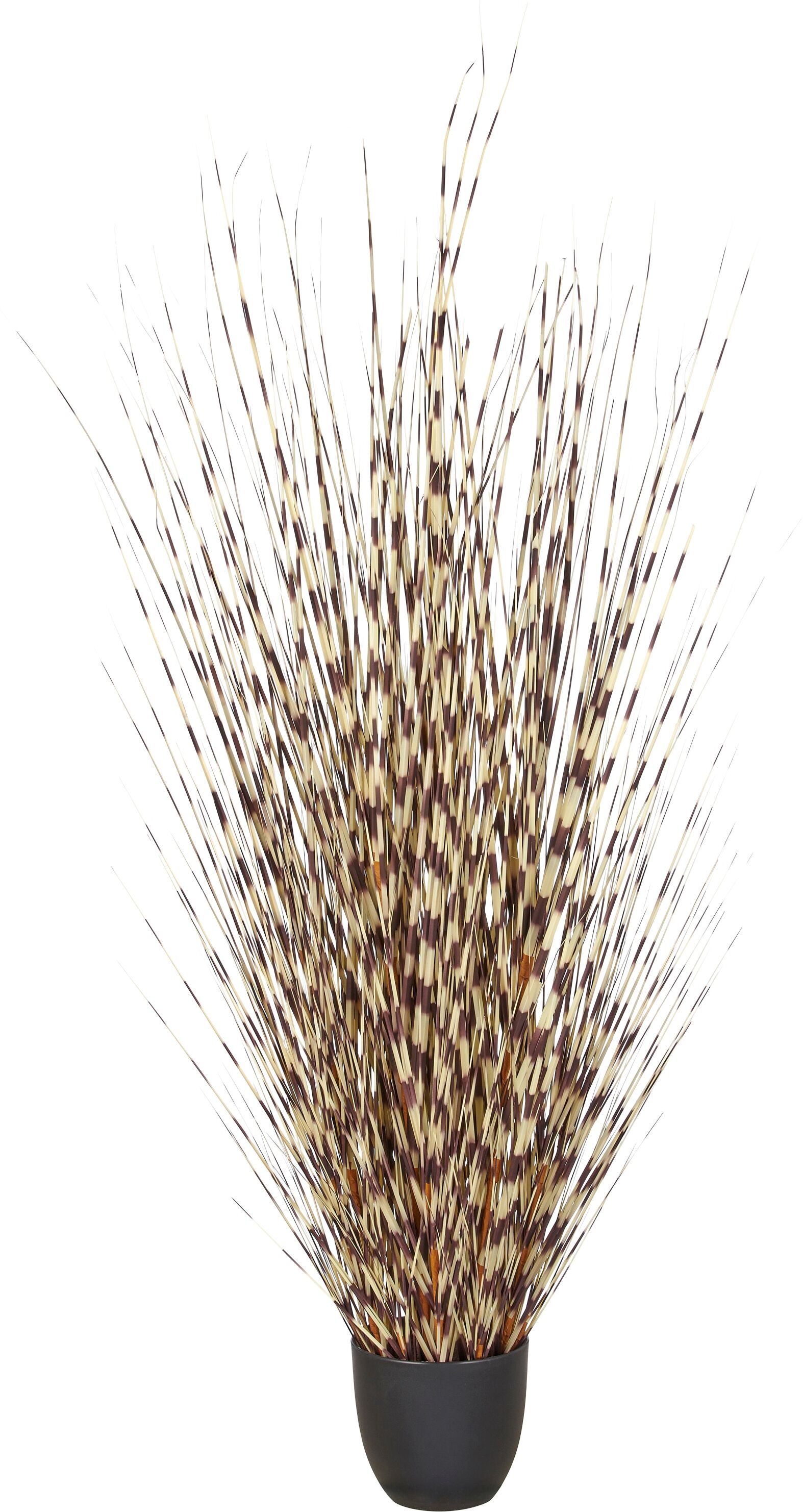 Kunstgras CREATIV GREEN "Grasbusch Miscanthus", creme, braun, H:140cm, Obermaterial: 100% Kunststoff, Kunstpflanzen, mit außergewöhnlicher Farbgestaltung