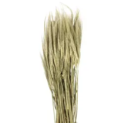 Gerstenähren, grün, 100 g