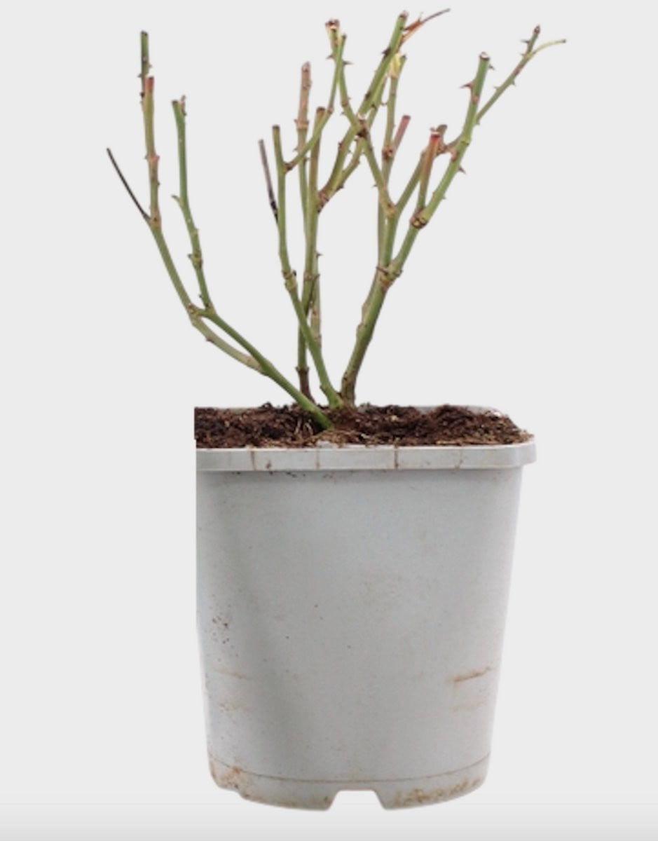 Rosa (H) 'Sea Foam' Roos in pot