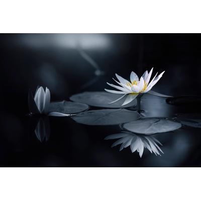 Fototapete PAPERMOON "Photo-Art TAKASHI SUZUKI, BETRACHTUNG", bunt, B:5m L:2,8m, Vlies, Tapeten