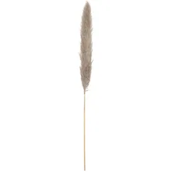 JOLIPA Pampasgras Zweig, getrocknet, natur, 137cm