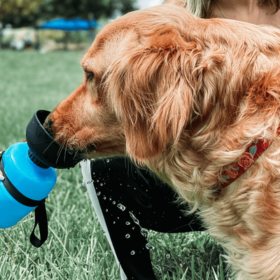 PetsAreLife BPA Free Outdoor Dog Water Bottle BPA Free Outdoor Dog Water Bottle