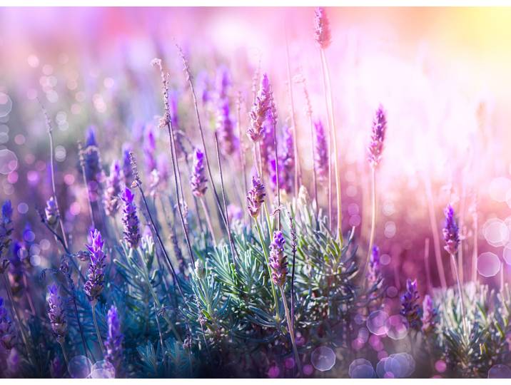Fototapete PAPERMOON Lavender Field , bunt, B:5m L:2,8m, Vlies, Tapeten, Fototapete