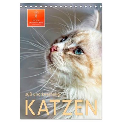 Katzen - süß und kuschelig (Tischkalender 2026 DIN A5 hoch), CALVENDO Monatskalender