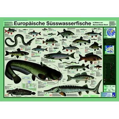Europäische Süsswasserfische, Poster von F. W. Welter-Schultes, Planet Poster Editions, 978-3-933922-20-5