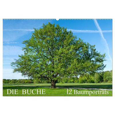Die Buche: 12 Baumporträts (Wandkalender 2026 DIN A2 quer), CALVENDO Monatskalender