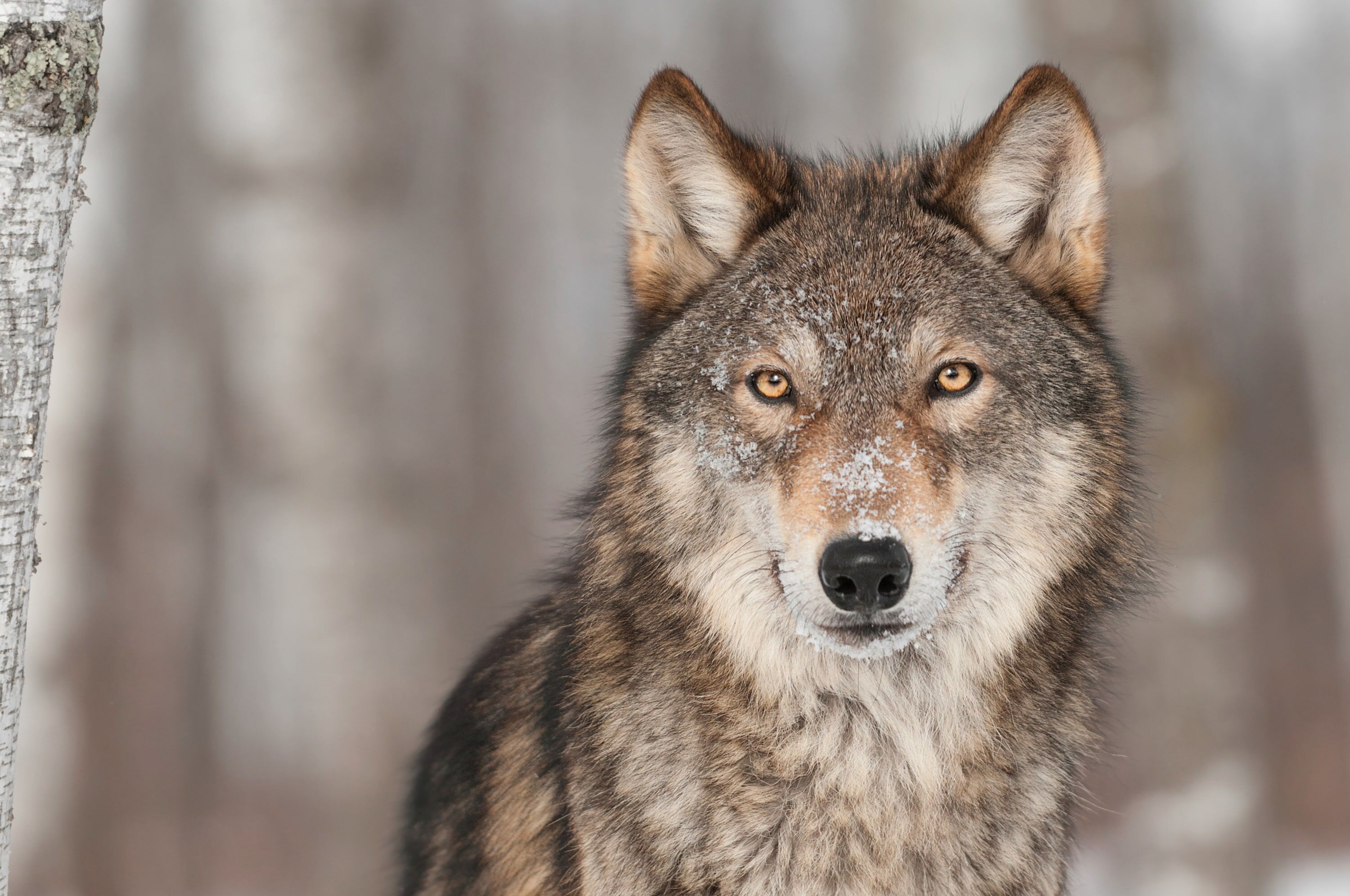 Fototapete PAPERMOON "WOLF-TIER HUNDE RAUBTIER GRAU RUDEL WALD WILD NATUR", bunt, B:3,5m L:2,6m, Vlies, Tapeten, Fototapete bunt B/L: 3,5m x 2,6m, Bahnen: 7 Stk.