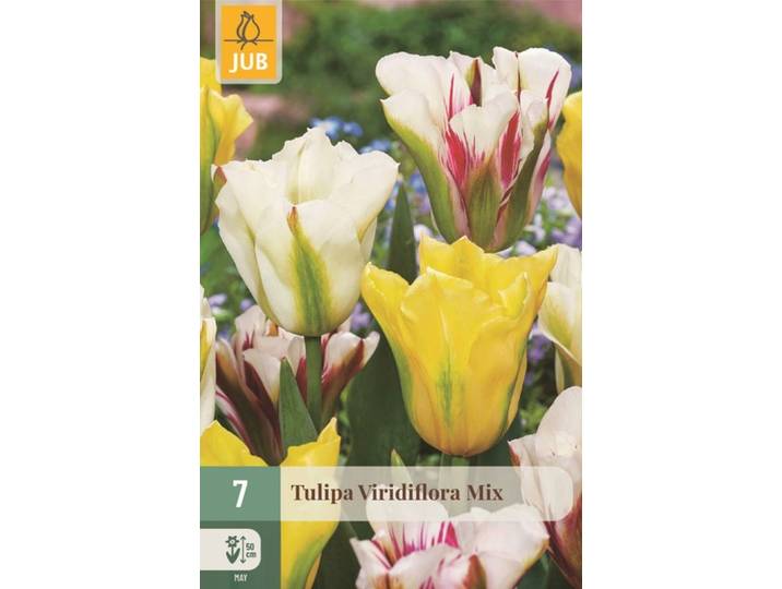 Tulp viridiflora mix 7 bollen
