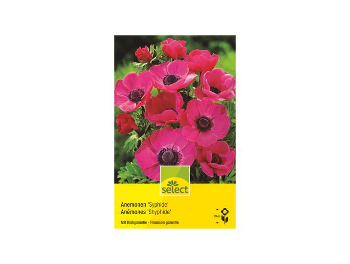 Select Anemone Syphide