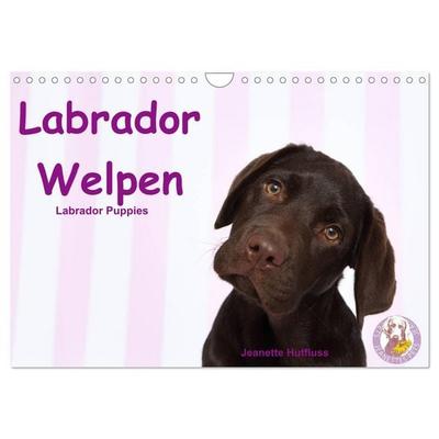 Labrador Welpen - Labrador Puppies (Wandkalender 2026 DIN A4 quer), CALVENDO Monatskalender