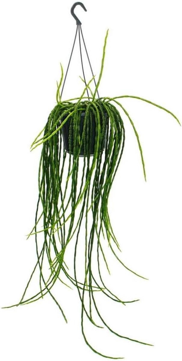 Groene hangende cactus succulent voor interieurdecoratie