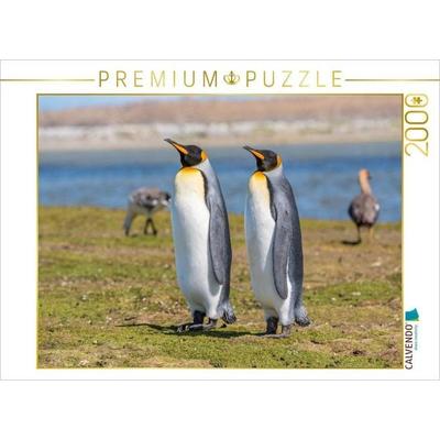 CALVENDO Puzzle Königspinguine / King Penguins | 2000 Teile Lege-Größe 90x67cm Foto-Puzzle für glückliche Stunden
