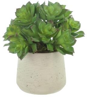 Creative Labs Echeveria and Moss in Fiberstone Pot