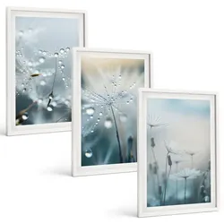 BILDER SET 3er Set - 40x60 cm Weißer Rahmen - Tautropfen auf Löwenzahn