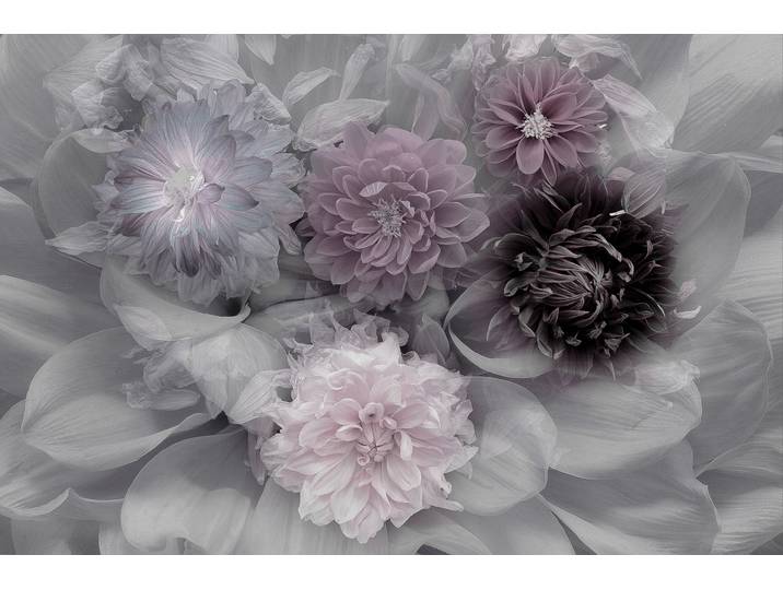Fototapete PAPERMOON Photo-Art INGE SCHUSTER, DAHLIA DREAM , bunt, B:2,5m L:1,86m, Vlies, Tapeten, Fototapete