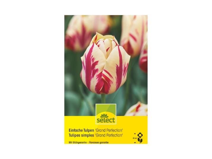 Select Blumenzwiebel Einfache Tulpen Grand Perfection ''
