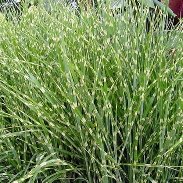 6 x Zebragras Miscanthus sinensis Zebrinus in pot van 9x9 cm van Arborix