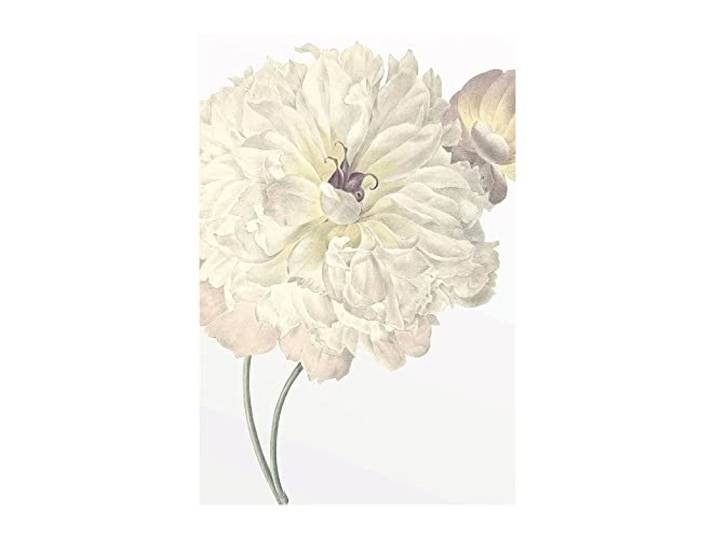 Komar Illustration Dahlia – Taille : 50 x 70 cm Tableau mural – Impression (sans cadre) – Pure Boutique