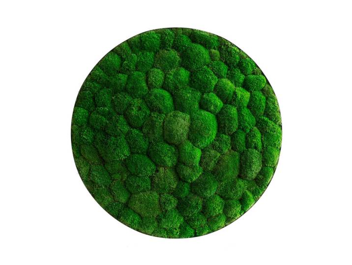 StyleGREEN Moosbild Stylegreen, Grün, Naturmaterialien, Pflanzen, 15 cm, einfache und schnelle Anbringung, pflegefrei – nicht gießen oder besprühen, keine Beleuchtung notwendig, Bilder & Rahmen, Moosbilder