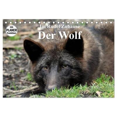 Im Rudel Zuhause - Der Wolf (Tischkalender 2026 DIN A5 quer), CALVENDO Monatskalender