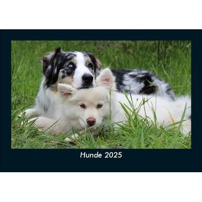 Hunde 2025 Fotokalender DIN A5