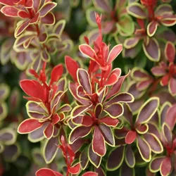 Thunberg-Berberitze – Berberis thunbergii 'Admiration'(R)