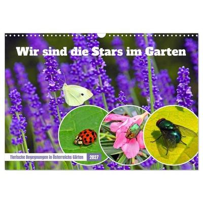 Wir sind die Stars im Garten (Wandkalender 2027 DIN A3 quer), CALVENDO Monatskalender