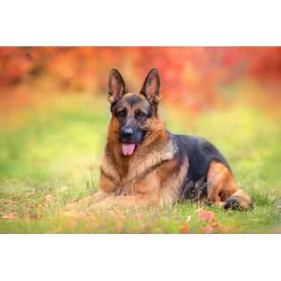 Fototapete PAPERMOON "Hund in Natur", bunt, B:4m L:2,6m, Vlies, Tapeten