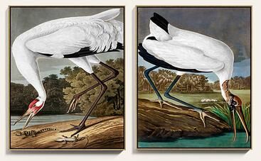 "Waterbird Art I & II - Print II, 49"" x 39"" - Ballard Designs"