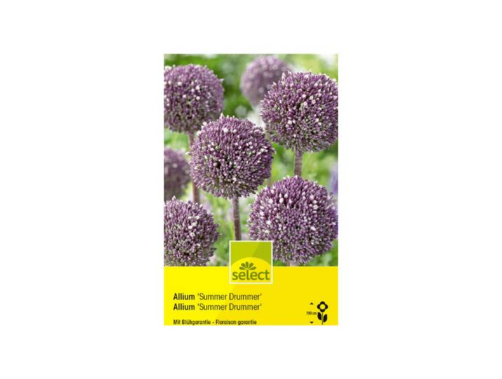 Select Blumenzwiebel Allium Summer Drummer