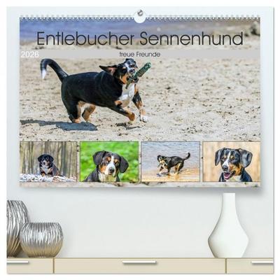 Entlebucher Sennenhund - treue Freunde (hochwertiger Premium Wandkalender 2026 DIN A2 quer), Kunstdruck in Hochglanz