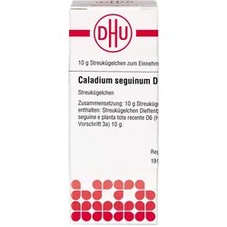 Caladium Seguinum D 6 10 G