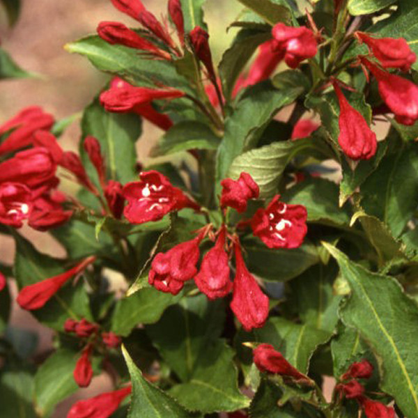Arborix Weigelia Red Prince in pot, 2 stuks, 50-60 cm