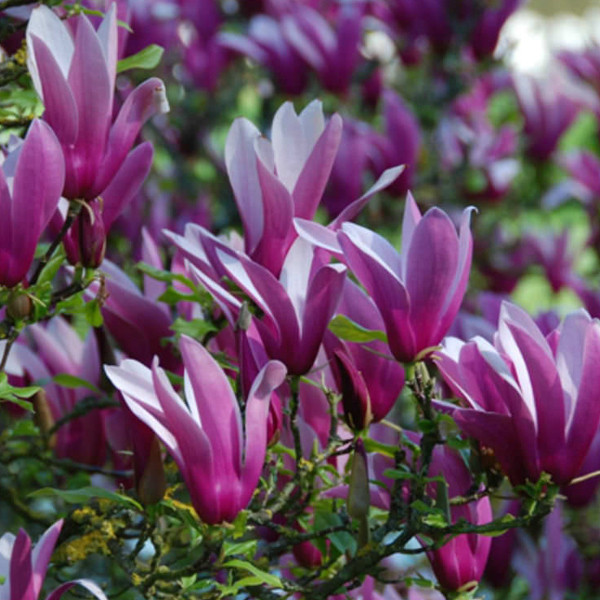 Magnolia liliiflora Nigra - Magnolia in pot - 50-60 cm - Arborix