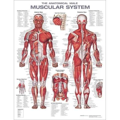 The Anatomical Male Muscular System Anatomical Chart, von Anatomical Chart Co, Lippincott, 978-1-975180-22-5