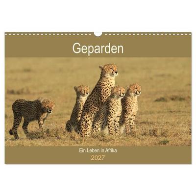 Geparden - Ein Leben in Afrika (Wandkalender 2027 DIN A3 quer), CALVENDO Monatskalender