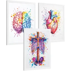 POSTER Set aus 3 Anatomie Mensch Drucke und Wandbilder mit Gehirn Herz Rippen Wirbelsäule Lebendiges Aquarell Design Größe Weißer Rahmen A3