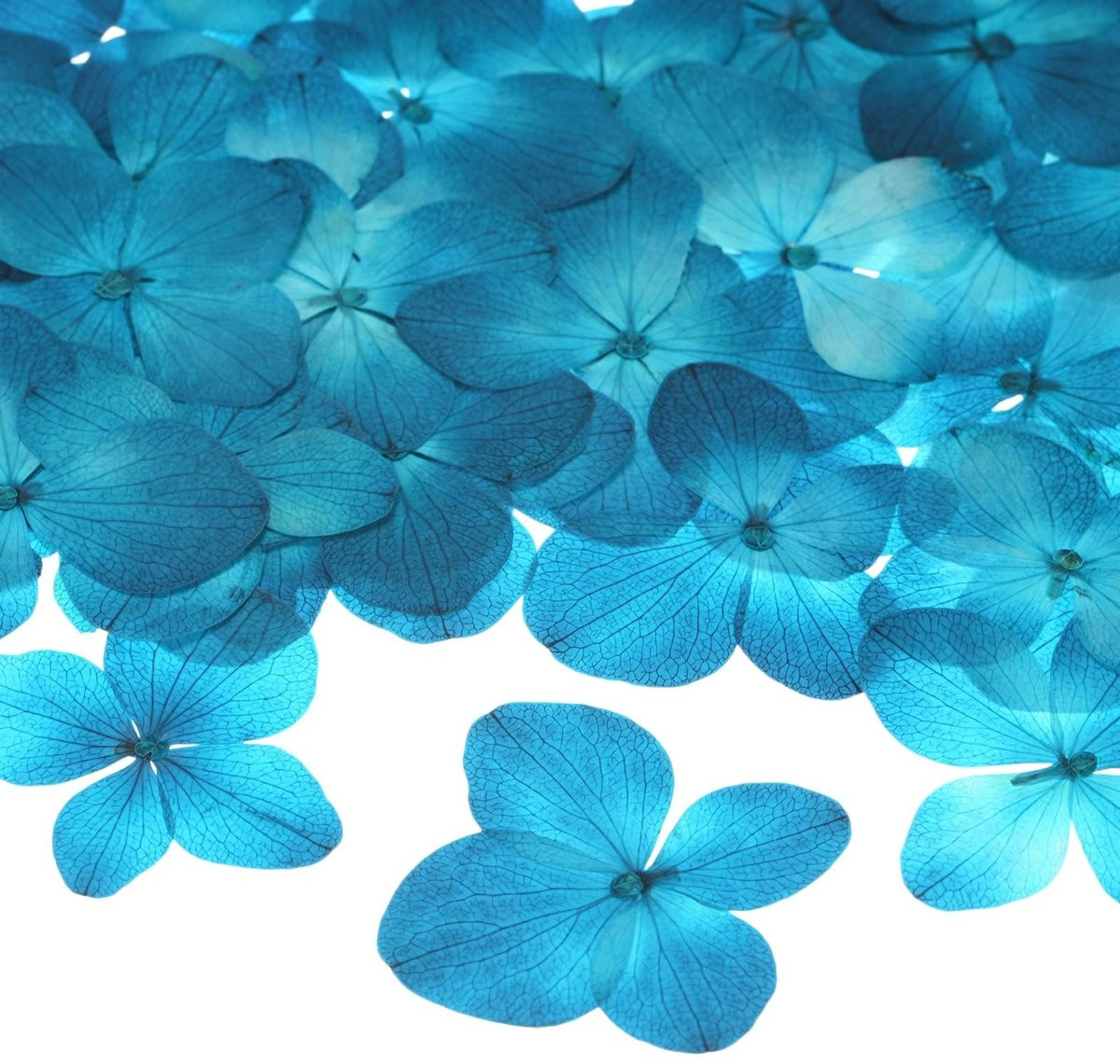 Dailygoods - 12-Pack Gedroogde Geperste Bloemen - Lichtblauw voor Ambachten